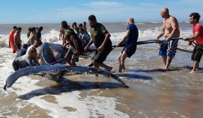 Villa Gesell: rescataron a una ballena encallada