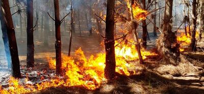 Los bomberos voluntarios de Pinamar combaten incendio en los bosques de la localidad costera