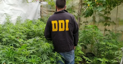 Necochea: Cannabicultores exigen la libertad de un joven detenido por cultivar