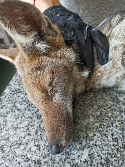 Tandil: hallan tres zorros con posible toxoplasmosis y moquillo