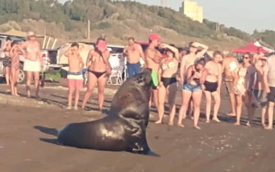 Coronel Rosales: Sorpresa por la aparición de un lobo marino en una playa de Pehuen Co
