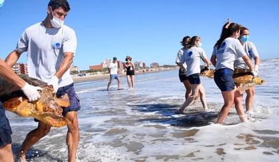 Regresaron a seis tortugas rescatadas al mar