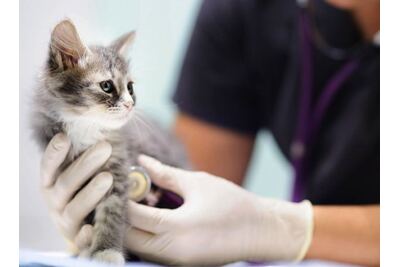 Berisso: Octubre llega con nuevas jornadas veterinarias