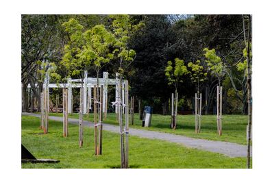 Mar del Plata: La Municipalidad trabaja en el recambio, reforestación y reposición de especies en el Parque Primavesi
