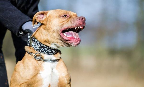 Mar del Plata: Apuñaló al pitbull de su vecina porque había atacado a su mascota