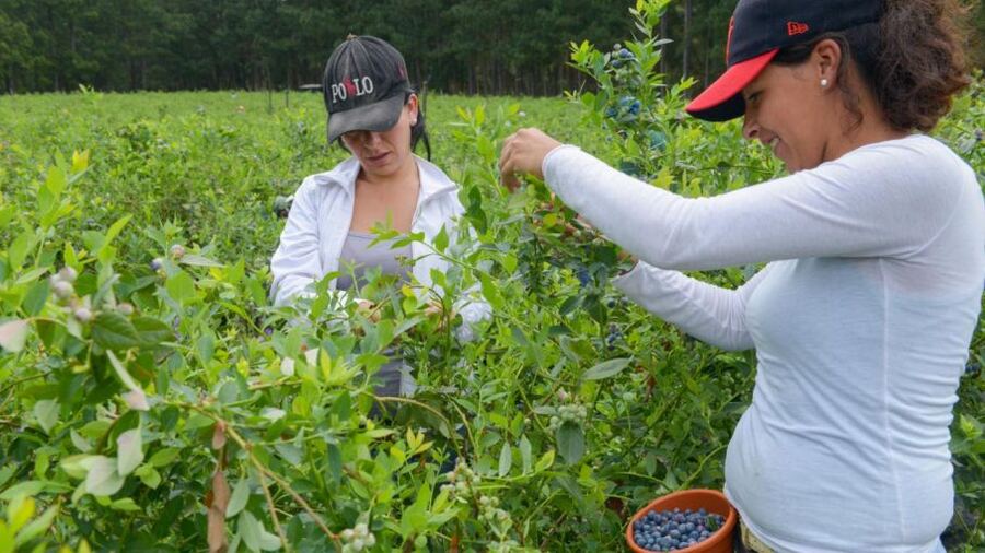 Este domingo entregaran un reconocimiento a Mujeres Rurales de Saladillo