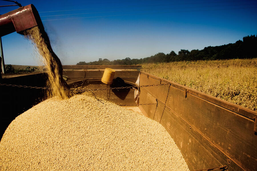 La soja y el maíz aportaron el 41% de las exportaciones totales del país