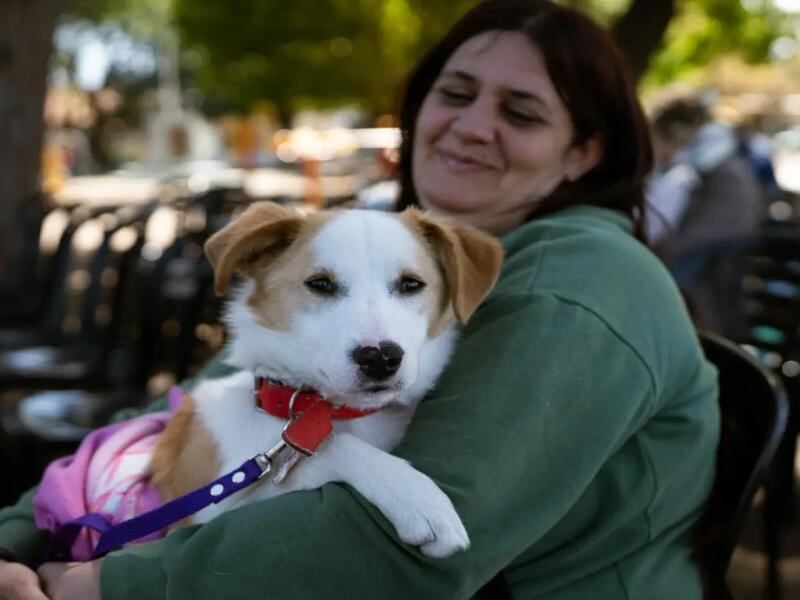 Lomas de Zamora: Avanzan las castraciones de perros y gatos con el quirófano móvil