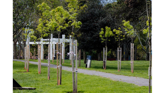Mar del Plata: La Municipalidad trabaja en el recambio, reforestación y reposición de especies en el Parque Primavesi